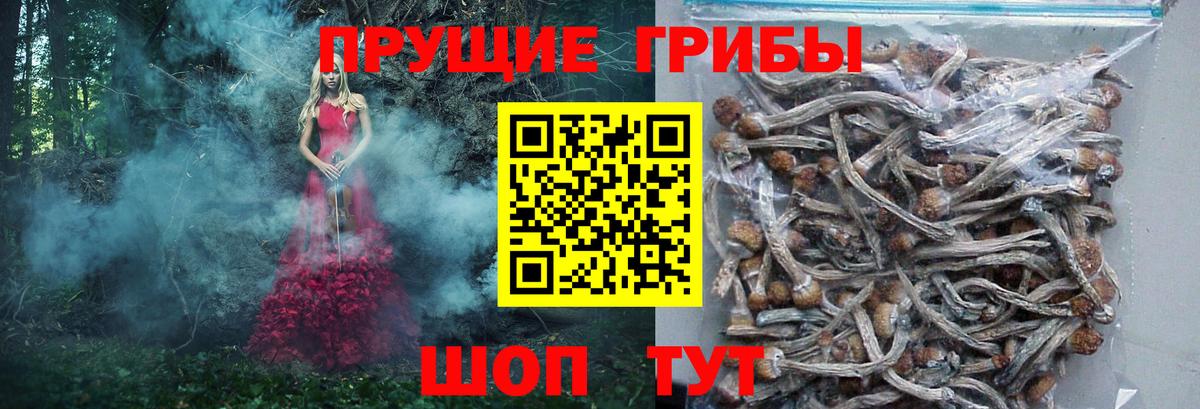 Галлюциногенные грибы Psilocybe  Вход с VPN  Карпинск  Галлюциногенные грибы Magic Shrooms 